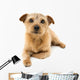 Norfolk Terrier Wall Decal