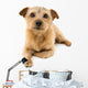 Norfolk Terrier Wall Decal
