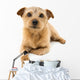Norfolk Terrier Wall Decal