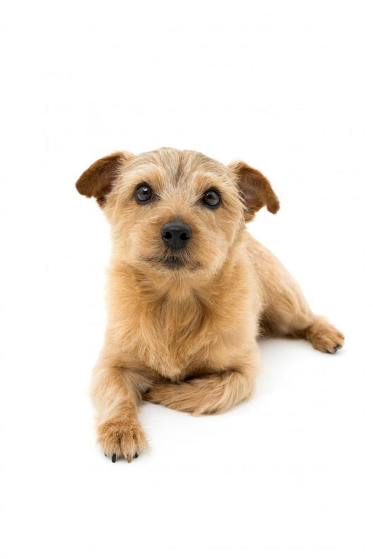 Norfolk Terrier Wall Decal