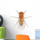 Fruit Fly Wall Decal