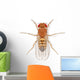 Fruit Fly Wall Decal