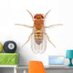 Fruit Fly Wall Decal