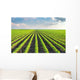 Soybean Field Wall Decal