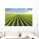 Soybean Field Wall Decal