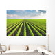 Soybean Field Wall Decal