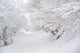 Winter Wonderland Wall Decal