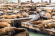 Sea Lions Pier 39 Wall Decal