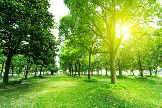 Footpath and Trees Park Wall Decal