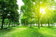 Footpath and Trees Park Wall Decal