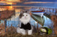 Cat Fishes Pond Sunset Wall Decal