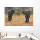 Two Elephant Bulls Walking Wall Decal