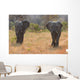 Two Elephant Bulls Walking Wall Decal