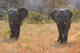 Two Elephant Bulls Walking Wall Decal