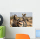 Zebra Herd Color Photo Wall Decal