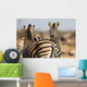 Zebra Herd Color Photo Wall Decal