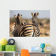 Zebra Herd Color Photo Wall Decal
