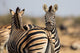 Zebra Herd Color Photo Wall Decal