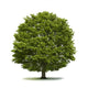 Eiche Wall Decal