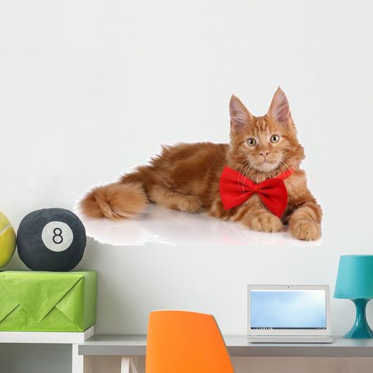 Beautiful Red Kitten Red Wall Decal