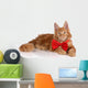 Beautiful Red Kitten Red Wall Decal