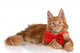 Beautiful Red Kitten Red Wall Decal