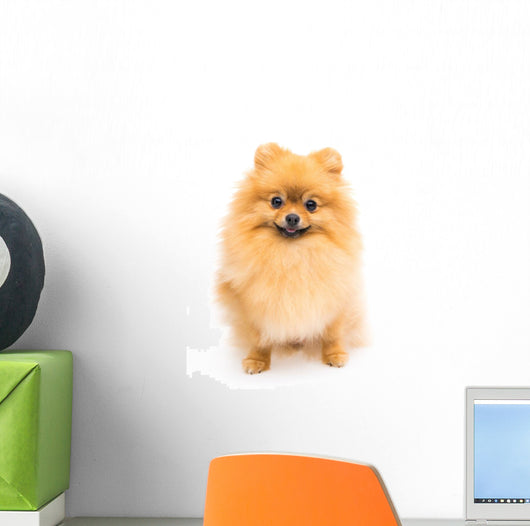 Cute Pomeranian Spitz Wall Decal Design 6
