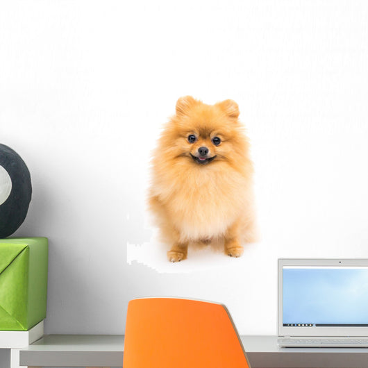 Cute Pomeranian Spitz Wall Decal Design 6