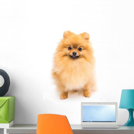 Cute Pomeranian Spitz Wall Decal Design 6
