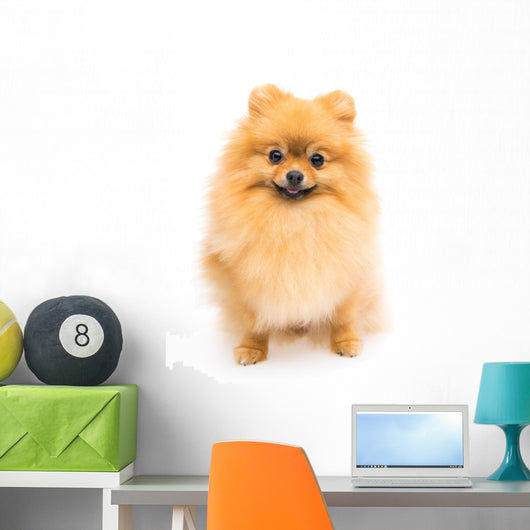 Cute Pomeranian Spitz Wall Decal Design 6
