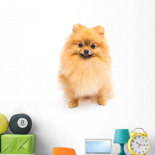 Cute Pomeranian Spitz Wall Decal Design 6