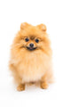 Cute Pomeranian Spitz Wall Decal Design 6