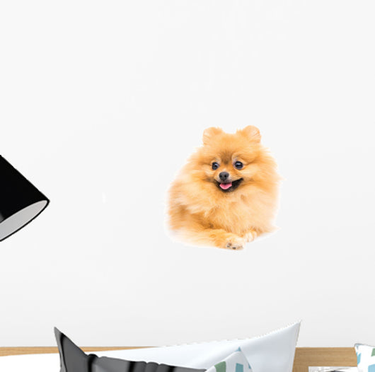 Cute Pomeranian Spitz Wall Decal Design 5