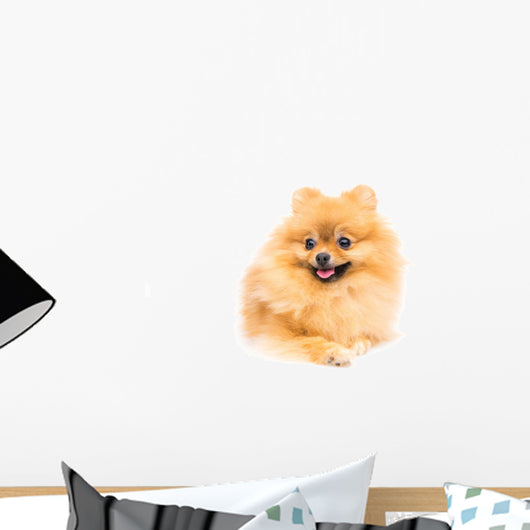 Cute Pomeranian Spitz Wall Decal Design 5