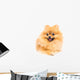 Cute Pomeranian Spitz Wall Decal Design 5