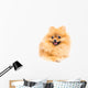 Cute Pomeranian Spitz Wall Decal Design 5