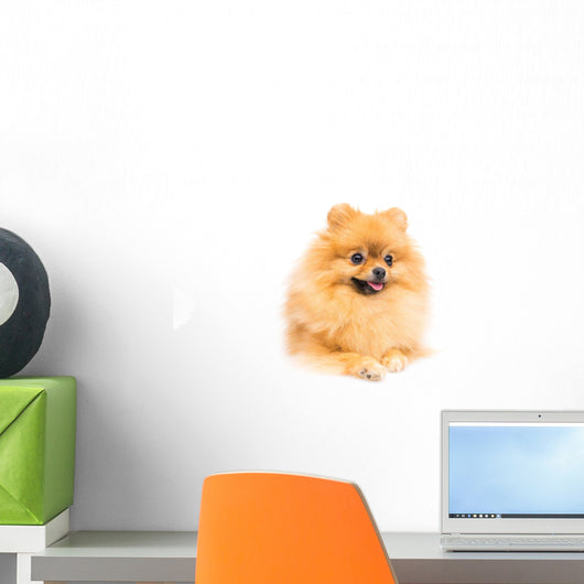 Cute Pomeranian Spitz Wall Decal Design 4