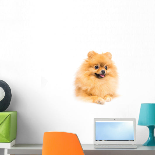 Cute Pomeranian Spitz Wall Decal Design 4