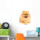 Cute Pomeranian Spitz Wall Decal Design 4