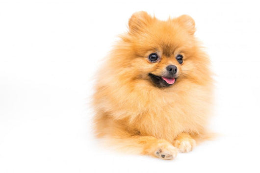 Cute Pomeranian Spitz Wall Decal Design 4