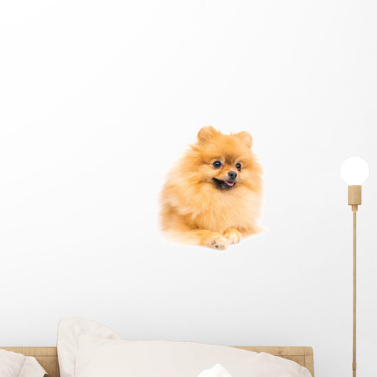 Cute Pomeranian Spitz Wall Decal Design 3