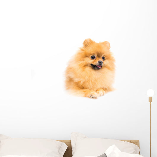 Cute Pomeranian Spitz Wall Decal Design 3