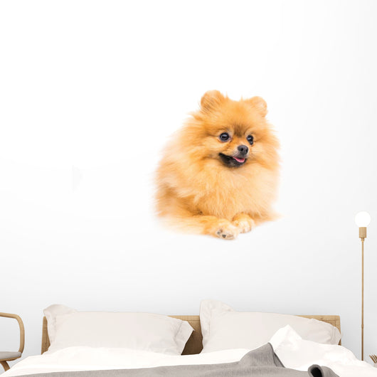 Cute Pomeranian Spitz Wall Decal Design 3