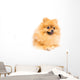 Cute Pomeranian Spitz Wall Decal Design 3