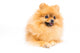 Cute Pomeranian Spitz Wall Decal Design 3