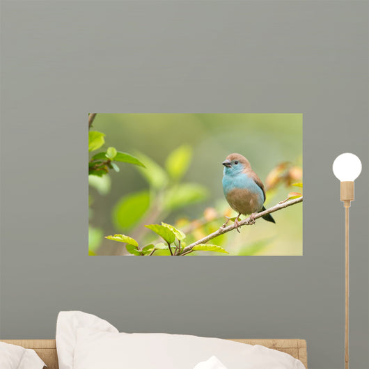 Blue Waxbill Uraeginthus Angolensis Wall Decal