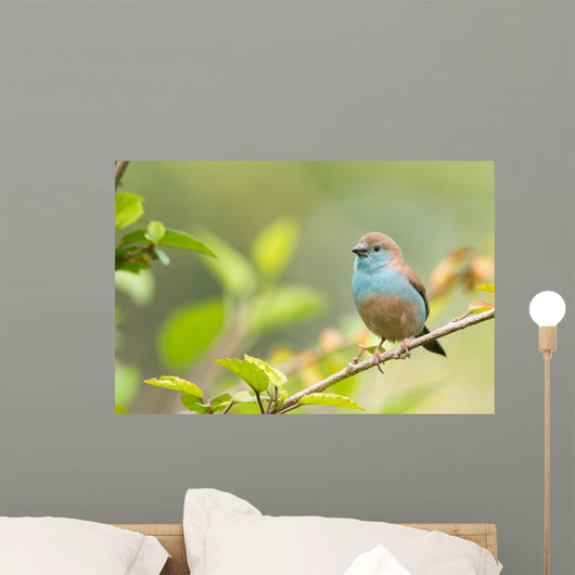 Blue Waxbill Uraeginthus Angolensis Wall Decal
