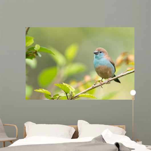 Blue Waxbill Uraeginthus Angolensis Wall Decal