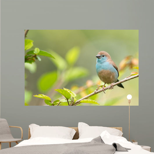 Blue Waxbill Uraeginthus Angolensis Wall Decal