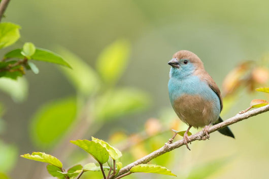 Blue Waxbill Uraeginthus Angolensis Wall Decal